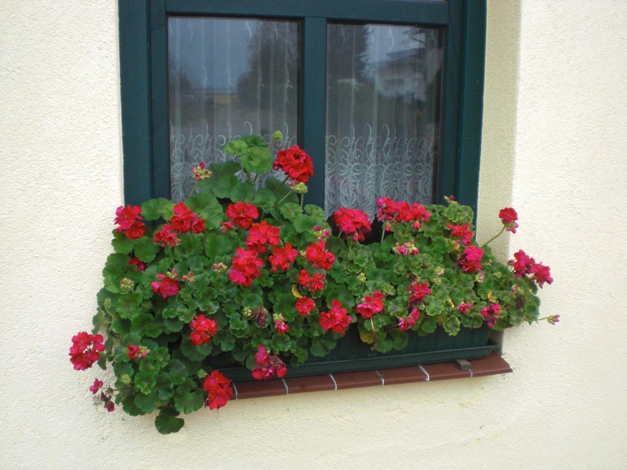 Kleine Sonnenblume Apartment Ueckermunde Exterior photo